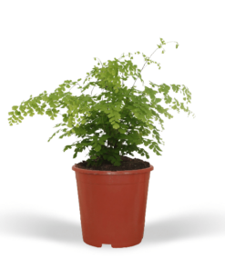 Adiantum Fragrans – Venushaar – 30cm – Ø17