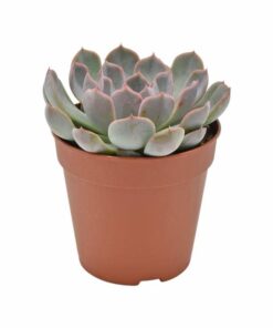 Echeveria Menina – Ø12 ↕15