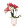 Kolibri Orchids | Rote Phalaenopsis Orchidee – Congo + Gummitopf Travertin – Topfgröße Ø9cm – 40cm hoch | blühende Zimmerpflanze im Blumentopf – frisch vom Züchter