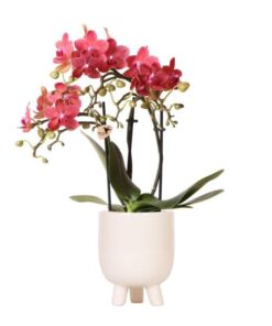 Kolibri Orchids | Rote Phalaenopsis Orchidee – Congo + Gummitopf Travertin – Topfgröße Ø9cm – 40cm hoch | blühende Zimmerpflanze im Blumentopf – frisch vom Züchter