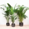 Combi deal XXL – Kentia 200 cm, Strelitzia Nicolai 225 cm, Areca 200 cm