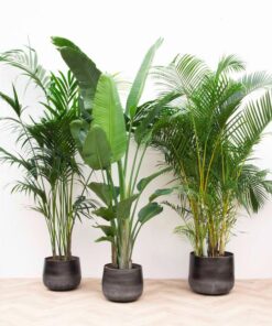 Combi deal XXL – Kentia 200 cm, Strelitzia Nicolai 225 cm, Areca 200 cm