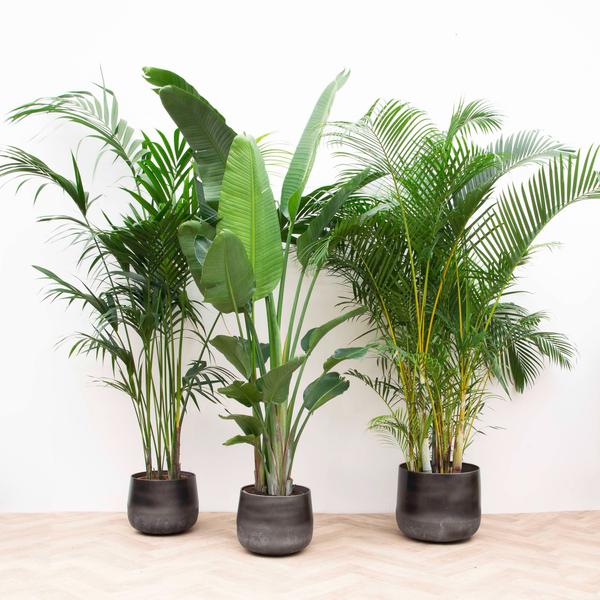 Combi deal XXL – Kentia 200 cm, Strelitzia Nicolai 225 cm, Areca 200 cm