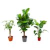 Combi deal – Strelitzia Nicolai 70 cm – Wout L 130 cm – Ficus Lyrata vertakt 160cm