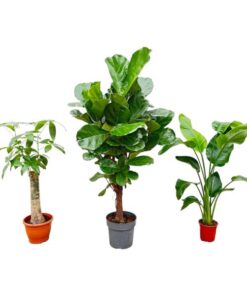 Combi deal – Strelitzia Nicolai 70 cm – Wout L 130 cm – Ficus Lyrata vertakt 160cm