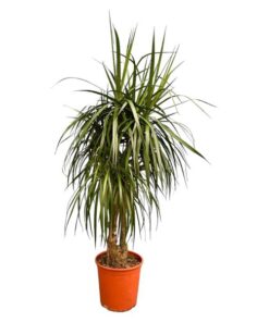 Dracaena Anita Variegata – 190cm