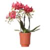 Kolibri Orchids | Rode Phalaenopsis orchidee – Congo + Retro sierpot terracotta– potmaat Ø9cm – 40cm hoog | bloeiende kamerplant in bloempot – vers van de kweker