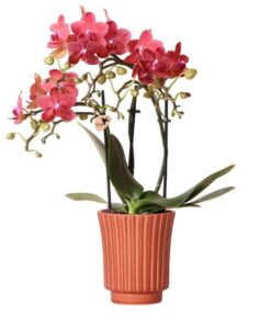 Kolibri Orchids | Rode Phalaenopsis orchidee – Congo + Retro sierpot terracotta– potmaat Ø9cm – 40cm hoog | bloeiende kamerplant in bloempot – vers van de kweker