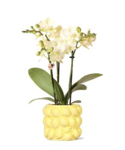 Kolibri Orchids | gelbe Phalaenopsis-Orchidee – Mexiko – Topfgröße Ø9cm | blühende Zimmerpflanze – frisch vom Züchter