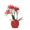 Kolibri Orchids | rote Phalaenopsis-Orchidee – Kongo + Beeren-Ziertopf – Topfgröße Ø9cm – 40cm hoch | blühende Zimmerpflanze im Blumentopf – frisch vom Züchter