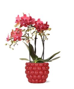 Kolibri Orchids | rote Phalaenopsis-Orchidee – Kongo + Beeren-Ziertopf – Topfgröße Ø9cm – 40cm hoch | blühende Zimmerpflanze im Blumentopf – frisch vom Züchter