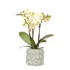 Kolibri Orchids | gelbe Phalaenopsis-Orchidee – Mexiko + Citrus-Ziertopf grün – Topfgröße Ø9cm – 40cm hoch | blühende Zimmerpflanze im Blumentopf – frisch vom Züchter