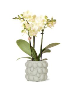 Kolibri Orchids | gelbe Phalaenopsis-Orchidee – Mexiko + Citrus-Ziertopf grün – Topfgröße Ø9cm – 40cm hoch | blühende Zimmerpflanze im Blumentopf – frisch vom Züchter