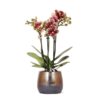 Kolibri Orchids | gelb rote Phalaenopsis Orchidee – Spanien + Elite Ziertopf Kupfer – Topfgröße Ø9cm – 40cm hoch | blühende Zimmerpflanze im Blumentopf – frisch vom Züchter