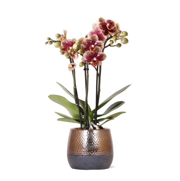 Kolibri Orchids | gelb rote Phalaenopsis Orchidee – Spanien + Elite Ziertopf Kupfer – Topfgröße Ø9cm – 40cm hoch | blühende Zimmerpflanze im Blumentopf – frisch vom Züchter