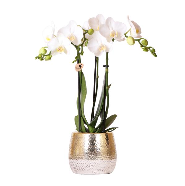 Kolibri Orchids | weiße Phalaenopsis Orchidee – Amabilis + Elite Topf Gold – Topfgröße Ø9cm – 40cm hoch | blühende Zimmerpflanze im Blumentopf – frisch vom Züchter