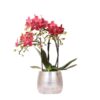 Kolibri Orchids | rote Phalaenopsis Orchidee – Congo + Elite Topf silber – Topfgröße Ø9cm – 40cm hoch | blühende Zimmerpflanze im Blumentopf – frisch vom Züchter