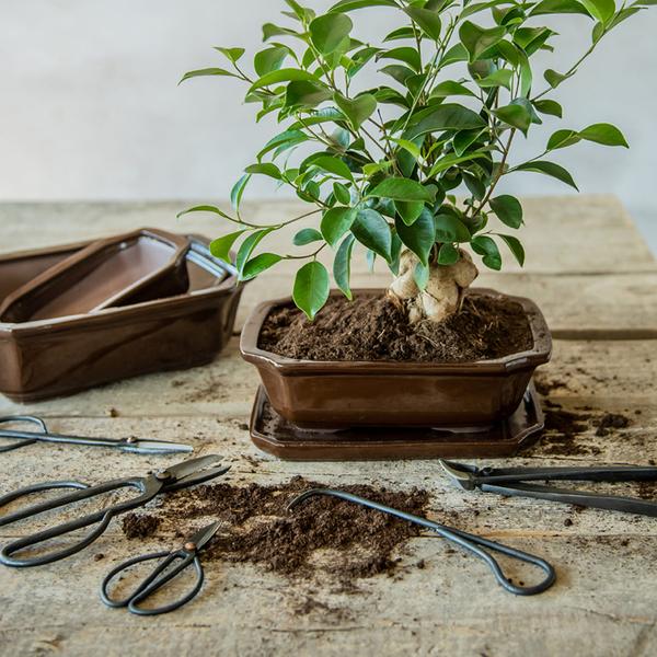 Bonsai root hook – 20,5 cm – Bonsai tool