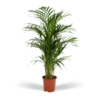 Areca-Palme – Ø19 cm – ↕85 cm