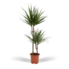 Dracaena Marginata – Ø19cm – ↕100cm