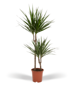 Dracaena Marginata – Ø19cm – ↕100cm