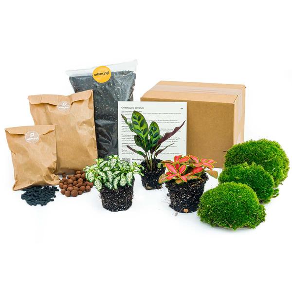 Pflanzen-Terrarium-Set – Calathea Lancifolia – Nachfüllung & Startpaket – DIY