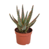 Aloe Zebrina Dannyz – Kaktus – ↕ 18 cm – Ø 10,5 cm – Ideal für Terrarien, Kaktus-Dekoration und als Geschenk für Pflanzenliebhaber