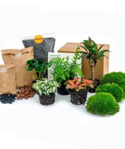 Pflanzen-Terrarium-Set – Jungle 5 – Coffea – Farn – Palm – 2x Fittonia – Nachfüllung & Startpaket – DIY