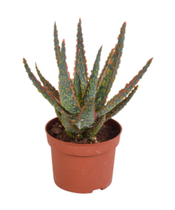 Aloe Zebrina Dannyz – Kaktus – ↕ 18 cm – Ø 10,5 cm – Ideal für Terrarien, Kaktus-Dekoration und als Geschenk für Pflanzenliebhaber