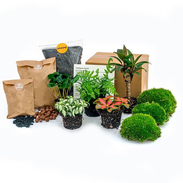 Pflanzen-Terrarium-Set – Jungle 5 – Coffea – Farn – Palm – 2x Fittonia – Nachfüllung & Startpaket – DIY