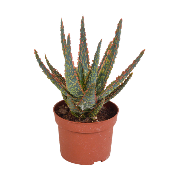 Aloe Zebrina Dannyz – Kaktus – ↕ 18 cm – Ø 10,5 cm – Ideal für Terrarien, Kaktus-Dekoration und als Geschenk für Pflanzenliebhaber