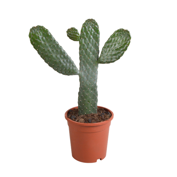 Opuntia consulae – Kaktus – ↕ 35 cm – Ø 17 cm – Ohne Topf – Ideal für Terrarien, Kaktus-Dekoration und als Geschenk für Pflanzenliebhaber