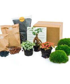 Pflanzen-Terrarium-Set – Ficus Ginseng Bonsai – Nachfüllung & Startpaket – DIY