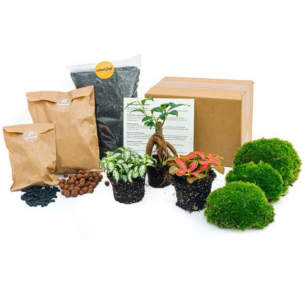 Pflanzen-Terrarium-Set – Ficus Ginseng Bonsai – Nachfüllung & Startpaket – DIY