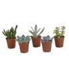 Sukkulenten-Mischung – 5x – ↕ 8-13 cm – Ø 5,5 cm – Ideal für Terrarien, Sukkulenten-Dekoration und als Geschenk für Pflanzenliebhaber