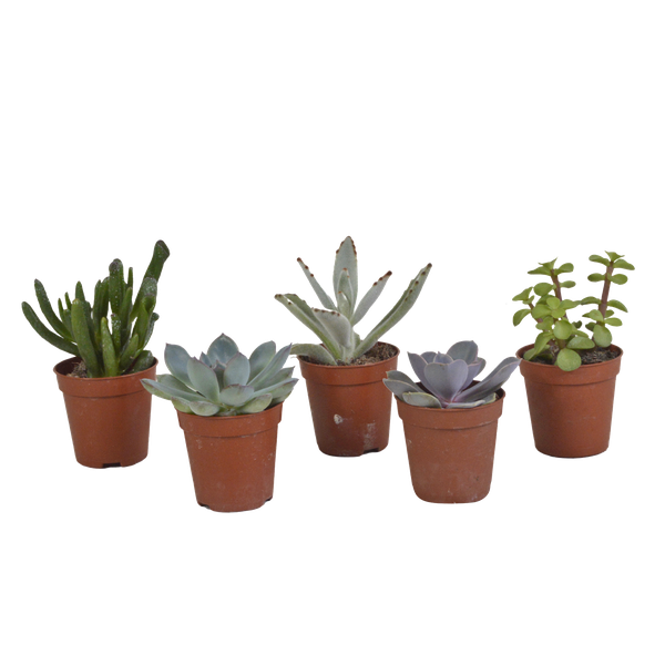 Sukkulenten-Mischung – 5x – ↕ 8-13 cm – Ø 5,5 cm – Ideal für Terrarien, Sukkulenten-Dekoration und als Geschenk für Pflanzenliebhaber