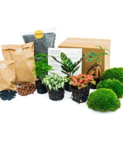 Pflanzen-Terrarium-Set – Lancifolia – Bonsai – Asparagus – 5 Pflanzen – Nachfüllung & Startpaket – DIY