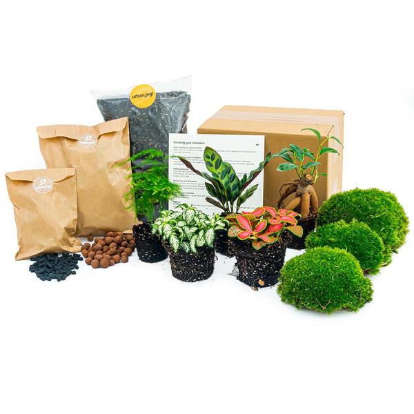 Pflanzen-Terrarium-Set – Lancifolia – Bonsai – Asparagus – 5 Pflanzen – Nachfüllung & Startpaket – DIY