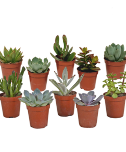 Vetplanten-Mischung – 10x – ↕ 8-13 cm – Ø 5,5 cm – Ideal für Terrarien, Sukkulenten-Dekoration und als Geschenk für Pflanzenliebhaber