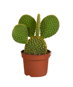 Opuntia microdasys – Kaktus – ↕ 15-30 cm – Ø 12 cm – Ideal für Terrarien, Kaktus-Dekoration und als Geschenk für Pflanzenliebhaber