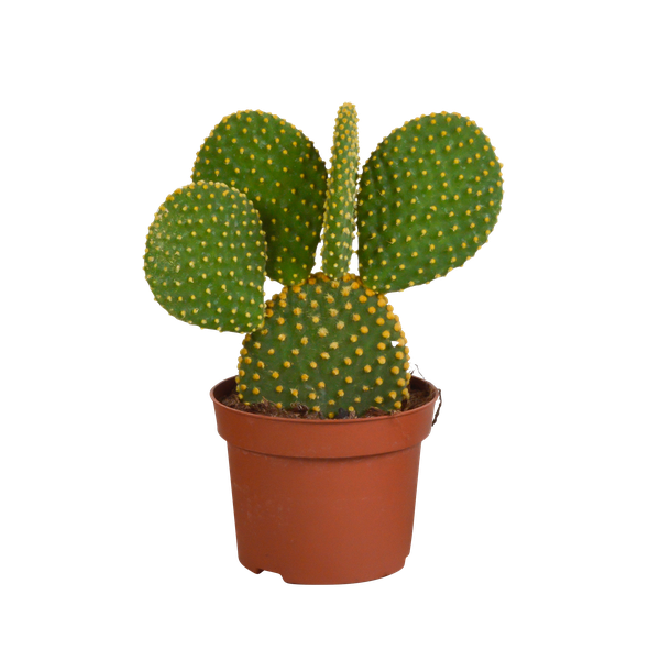 Opuntia microdasys – Kaktus – ↕ 15-30 cm – Ø 12 cm – Ideal für Terrarien, Kaktus-Dekoration und als Geschenk für Pflanzenliebhaber