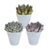 Echeveria-Mischung – 3x – ↕ 12-15 cm – Ø 8,5 cm – In weißem Topf – Ideal für Terrarien, Sukkulenten-Dekoration und als Geschenk für Pflanzenliebhaber