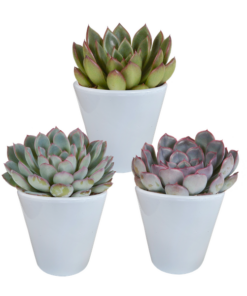 Echeveria-Mischung – 3x – ↕ 12-15 cm – Ø 8,5 cm – In weißem Topf – Ideal für Terrarien, Sukkulenten-Dekoration und als Geschenk für Pflanzenliebhaber