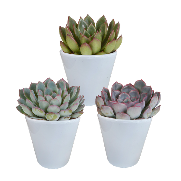 Echeveria-Mischung – 3x – ↕ 12-15 cm – Ø 8,5 cm – In weißem Topf – Ideal für Terrarien, Sukkulenten-Dekoration und als Geschenk für Pflanzenliebhaber