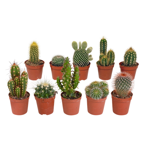 Kakteenmischung – 10x – ↕ 8-13 cm – Ø 5,5 cm – Ideal für Terrarien, Kaktus-Dekoration und Sukkulenten-Liebhaber – Perfekt als Geschenk für Pflanzenfreunde