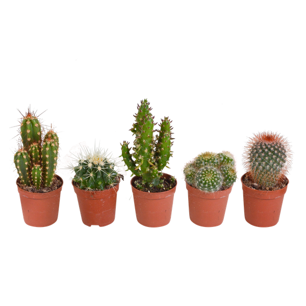 Kakteenmischung – 5x – ↕ 8-13 cm – Ø 5,5 cm – Ideal für Terrarien, Kaktus-Dekoration und Sukkulenten-Liebhaber – Perfekt als Geschenk für Pflanzenfreunde