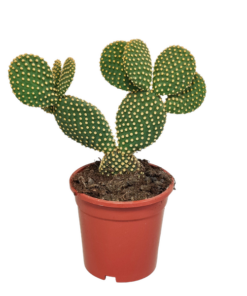 Opuntia microdasys – Kaktus – ↕ 30-40 cm – Ø 17 cm – Ohne Topf – Ideal für Terrarien, Kaktus-Dekoration und Sukkulenten-Liebhaber – Perfekt für Pflanzenpflege und Wüsten-Garten