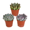 Echeveria-Mischung – 3x – ↕ 12-15 cm – Ø 8,5 cm – Ideal für Terrarien und Sukkulenten-Dekoration