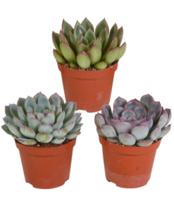 Echeveria-Mischung – 3x – ↕ 12-15 cm – Ø 8,5 cm – Ideal für Terrarien und Sukkulenten-Dekoration