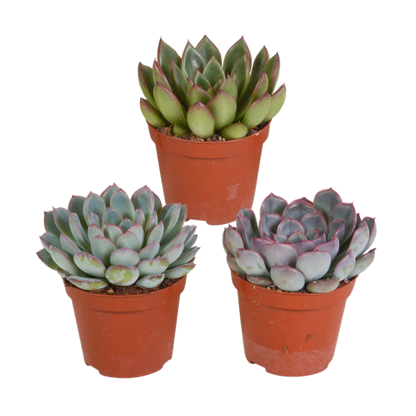 Echeveria-Mischung – 3x – ↕ 12-15 cm – Ø 8,5 cm – Ideal für Terrarien und Sukkulenten-Dekoration